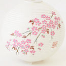 レター提灯 桜【岐阜提灯】