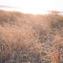 [Chopsticks] HASHIKURA SEASON01 Octagonal Wenge Pale Pink (8.85inch) | MATSUKAN | Wakasa Lacquered Chopsticks