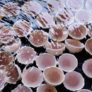 [Chopsticks] HASHIKURA SEASON01 Octagonal Wenge Purple (8.85inch) | MATSUKAN | Wakasa Lacquered Chopsticks