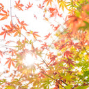 [Chopsticks] HASHIKURA SEASON01 Octagonal Wenge Orange (8.85inch) | MATSUKAN | Wakasa Lacquered Chopsticks