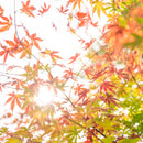 [Chopsticks and Chopstick Rest]  HASHIKURA SEASON01 Octagonal Wenge Orange (8.85inch) with Ceramic chopstick rest | MATSUKAN | Wakasa Lacquered Chopsticks