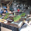 RUSH RUG LEXIA BEIGE, Tatami Rug