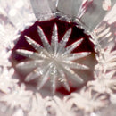 凛然 ぐいのみ 凛然 -rin zen- (赤)【切子】