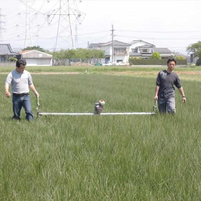 イケヒコ い草ラグ グラン 黄 (191×250cm)【い草-畳】