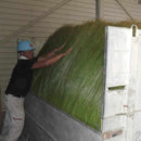 イケヒコ い草ラグ 胡蝶蘭 紫 (M : 200×200cm, L : 200×250cm)【い草-畳】