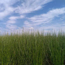 イケヒコ い草ラグ 胡蝶蘭 紫 (M : 200×200cm, L : 200×250cm)【い草-畳】