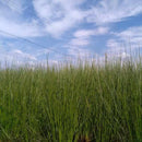 イケヒコ い草ヨガマット アース 青 (60×180cm)【い草-畳】